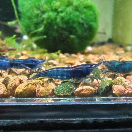 Blue Dream csapvizes foltos kék színű garnéla