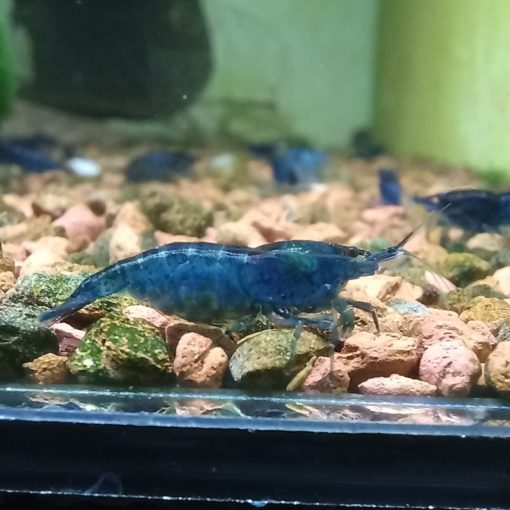 Blue Dream csapvizes foltos kék színű garnéla