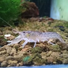 Cambarellus Diminutus ollós törpe rák