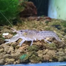Cambarellus Diminutus ollós törpe rák