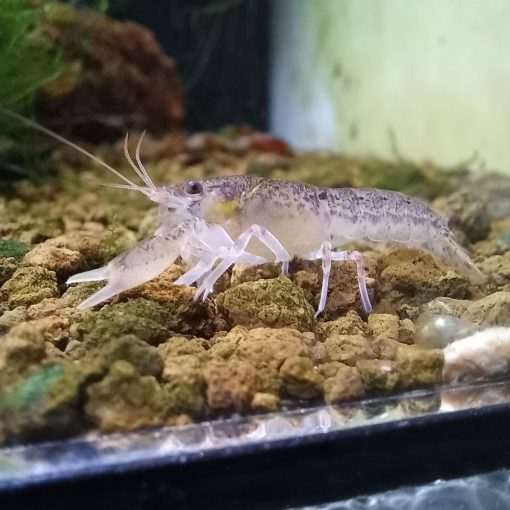 Cambarellus Diminutus ollós törpe rák