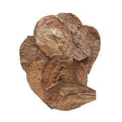 Catappa levelek 12-18cm 10 db