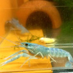 Cherax (quadricarinatus ) ausztrál ollós kék rák  