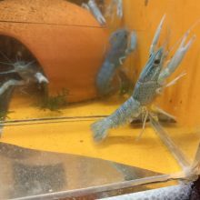 Cherax (quadricarinatus ) ausztrál ollós kék rák  