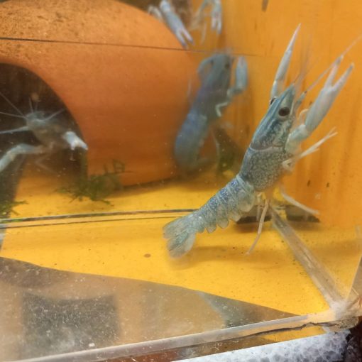Cherax (quadricarinatus ) ausztrál ollós kék rák  