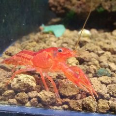 Cpo törperák (Mexikói)