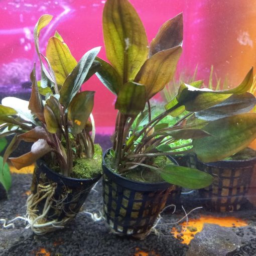 Cryptocoryne walkerii