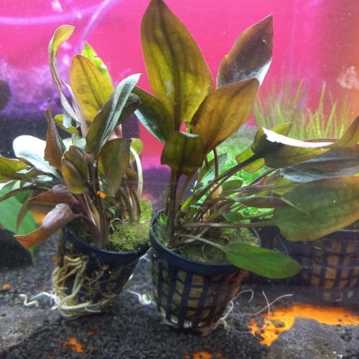 Cryptocoryne walkerii