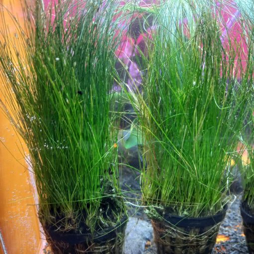 Eleocharis parvula