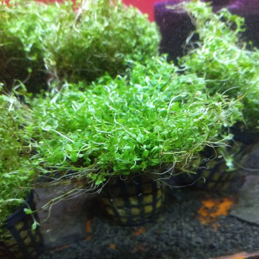 Hemiantus micranthenoides