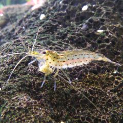 Yamato - Amanó , amano garnéla. 