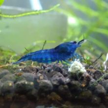 Blue Topáz, csapvizes tengerkék színű garnéla