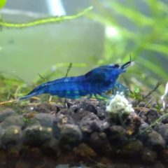 Blue Topáz, csapvizes tengerkék színű garnéla
