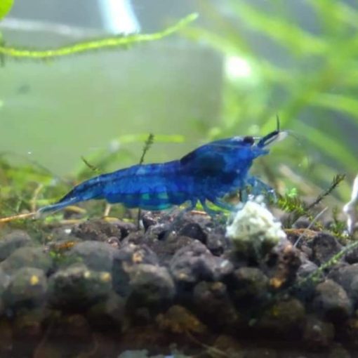Blue Topáz, csapvizes tengerkék színű garnéla