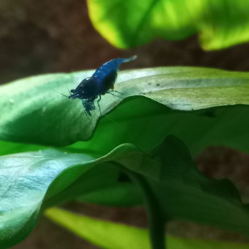 Blue Topáz, csapvizes tengerkék színű garnéla