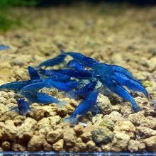 Blue Topáz, csapvizes tengerkék színű garnéla