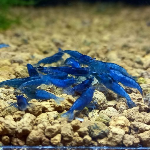 Blue Topáz, csapvizes tengerkék színű garnéla