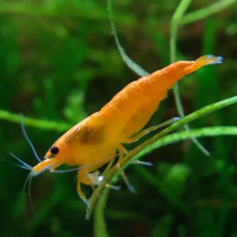 Neocaridina - Csapvizes