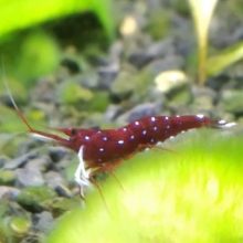 Sulawesi Dennerli 