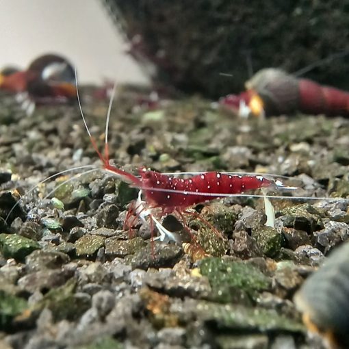 Sulawesi Dennerli 