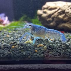 Kubai kék rák (Procambarus alleni)