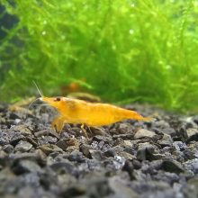 Orange Sakura csapvizes garnéla