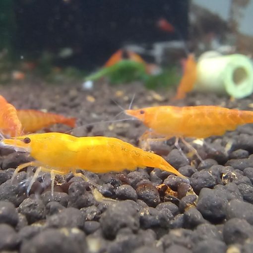 Orange Sakura csapvizes garnéla