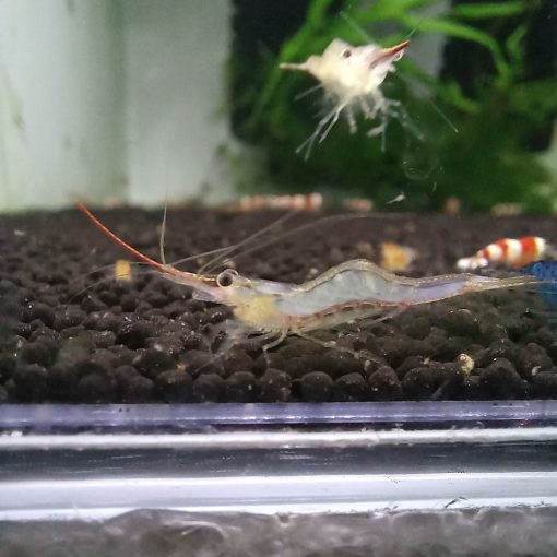 Pinokkió red nose
