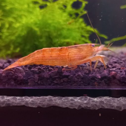 Sepregető "S" méret (Atyopsis moluccensis) 