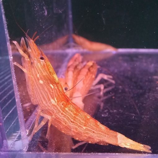 Sepregető "S" méret (Atyopsis moluccensis) 