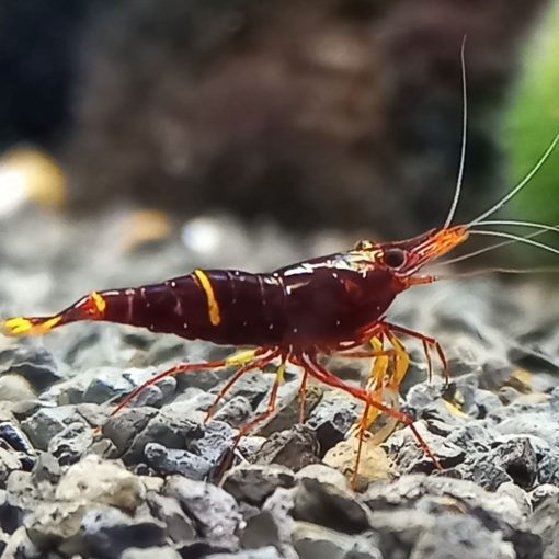 Sulawesi Spinata