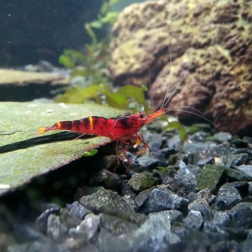 Sulawesi Spinata