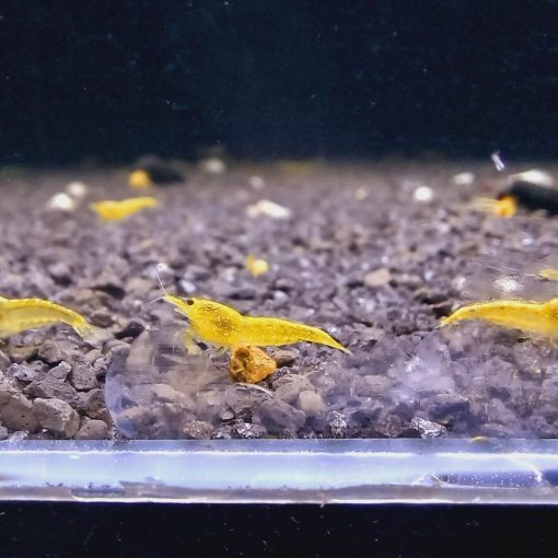 Yellow Fire - Neon csapvizes garnéla