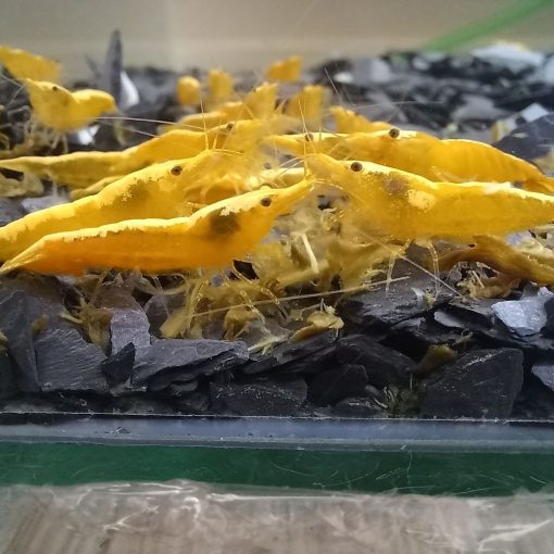 Yellow Fire - Neon csapvizes garnéla