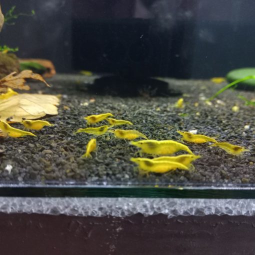 Yellow Fire - Neon csapvizes garnéla